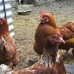 La Haye Et D'hotes Avrillé