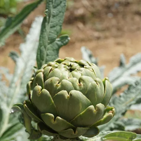 Frühstückspension La Haye Et D'hotes 3*