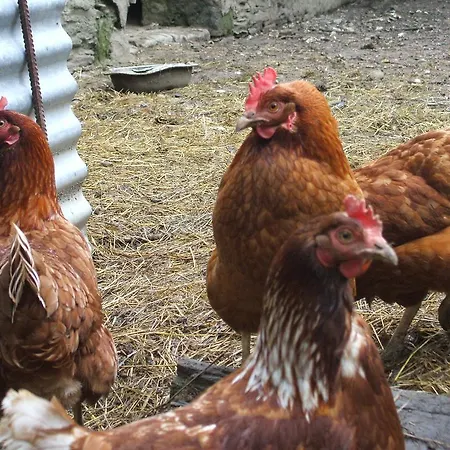 La Haye Et D'hotes Avrillé