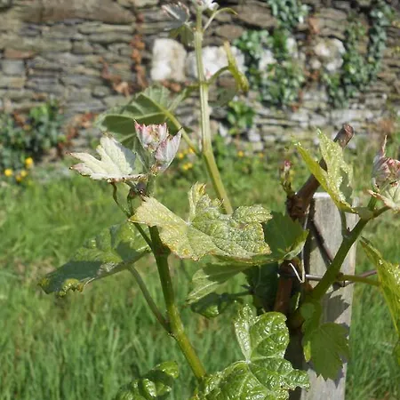 Frühstückspension La Haye Et D'hotes 3*