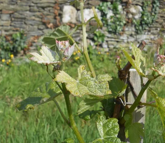 Bed & Breakfast La Haye Et D'hotes 3*